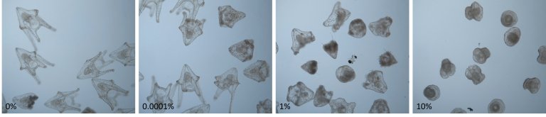 Fire små bilder sett gjennom mikroskop som viser kråkebollelarver eksponert for forskjellige konsentrasjoner av avløpsvann.