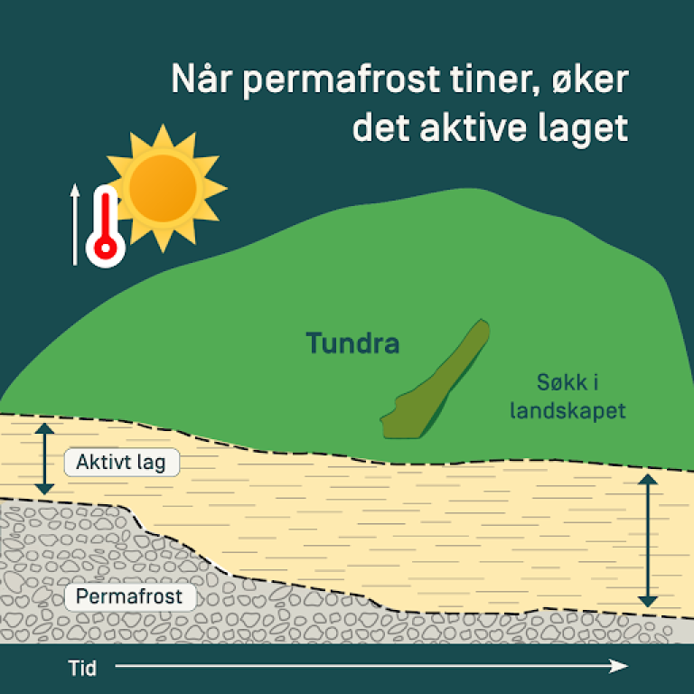 Illustrasjon som viser hvordan det aktive laget øker når det blir varmere, og at den spiser seg ned i permafrosten slik at det blir mindre permafrost. 